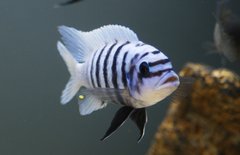 Więcej informacji o „M. Zebra Chilumba Maison Reef”