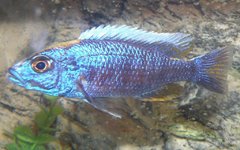 Sciaenochromis fryeri F1