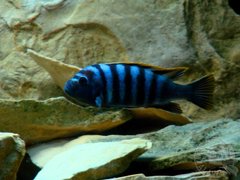 Cynotilapia afra red top Likoma