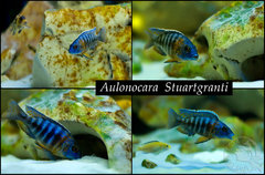 Aulonocara stuartgranti