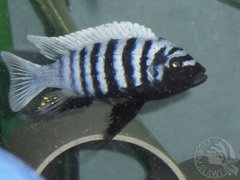 Cynotilapia sp. "Chinyankwazi"