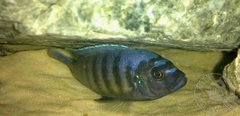 fish, swiderek i (niestety) rysa