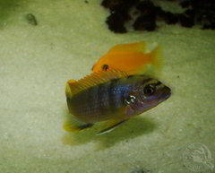 Więcej informacji o „Labidochromis hongi SRT vs Estherae red-red”