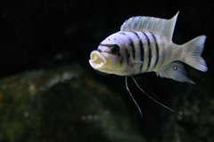 Metriaclima sp. "zebra chilumba" Maison Reef