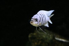 Metriaclima sp. "zebra chilumba" Maison Reef