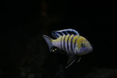 Cynotilapia Afra Cobue