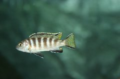 Metriaclima Elongatus Chailosi Chitande Island