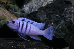 Cynotilapia afra Hara Gallireya Reef