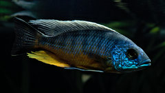 Protomelas "Spinolotus Tanzania"
