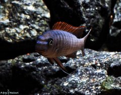 Labeotropheus Trewavasae thumbi west f1