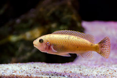 Labeotropheus Trewavasae Thumbi West