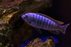 Labeotropheus trewavasae Thumbi West