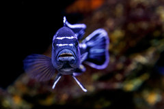 Pseudotropheus cyaneorhabdos