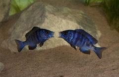 JM 04 - Placidochromis phenochilus mdoka