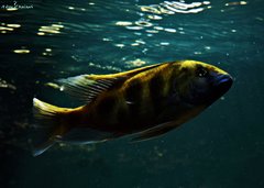 Więcej informacji o „Nimbochromis Venustus z innej strony ;)”