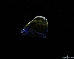 Nimbochromis Venustus f1