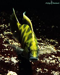 Więcej informacji o „Nimbochromis Venustus f1”