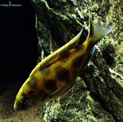 Nimbochromis  Venustus f1