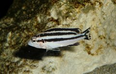 Więcej informacji o „Melanochromis Ioriae Likoma (dawniej Parallelus)”