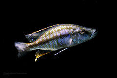 Więcej informacji o „Dimidiochromis Compressiceps”