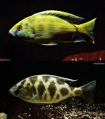 Nimbochromis Venustus f1