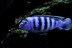 Samiec Chindongo saulosi 7 cm