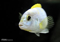 Więcej informacji o „labidochromis perlmutt higga reef”