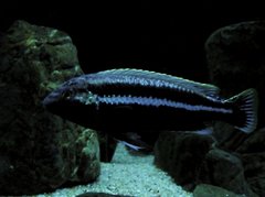 Melanochromis auratus "Chidunga"