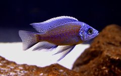 Copadichromis Borleyi Kadango