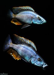 Więcej informacji o „Dimidiochromis Compressiceps”