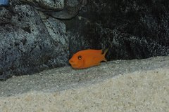 Metriaclima estherae super red minos reef samica okolo 7 cm