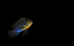 Iodotropheus sprengerae.