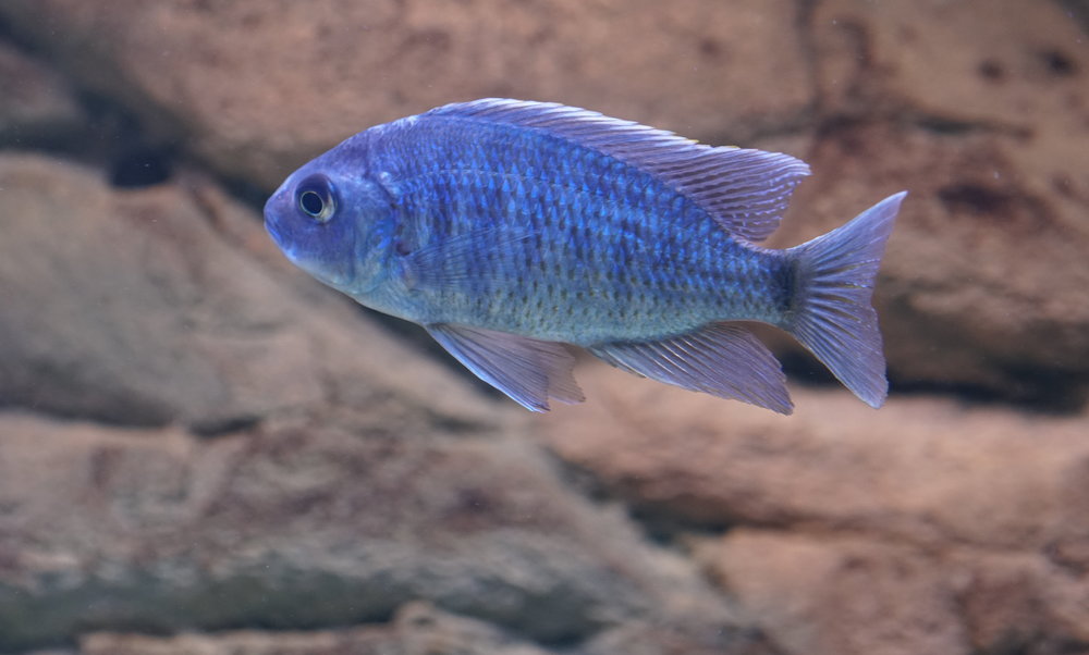 448192619_C.cyaneus-kadr1.thumb.JPG.70da40e1f77cffbae22b17fe991b3b33.JPG