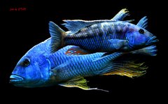 Więcej informacji o „Buccochromis atritaeniatus / Tyrannochromis macrostoma 23cm”