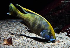 Nimbochromis Venustus