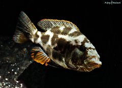 Więcej informacji o „Nimbochromis Livingstonii”