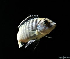 Labidochromis Caeruleus Lundo Island