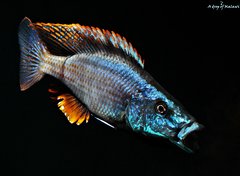 Dimidiochromis Compressiceps