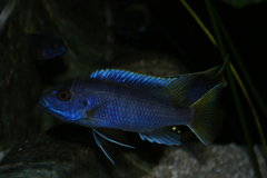 Pseudotropheus Acei Luwala