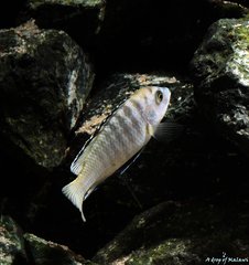 Labidochromis Caeruleus Lundo Island