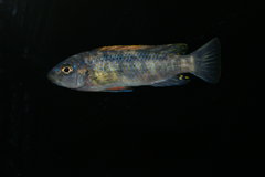 Labeotropheus trewavasae thumbi west ob