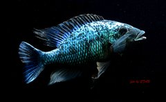 Fossorochromis rostratus - samiec 22cm