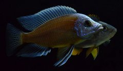 Para Copadichromis Borleyi Kadango