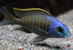 Placidochromis sp. Blue Otter