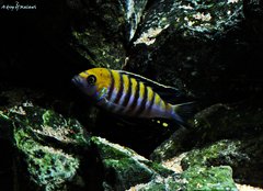 Cynotilapia Zebroides Cobue