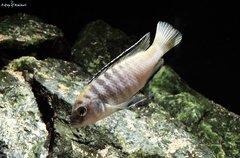 Labidochromis Caeruleus Lundo Island