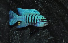 Metriaclima Fainzilberi maison reef okolo 8cm