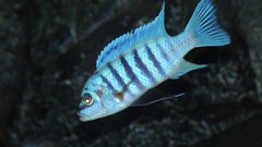 Metriaclima Fainzilberi maison reef F2 samiec ok. 8cm