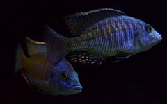 Samce Lethrinops Lethrinus