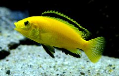 Labidochromis caeruleus yellow